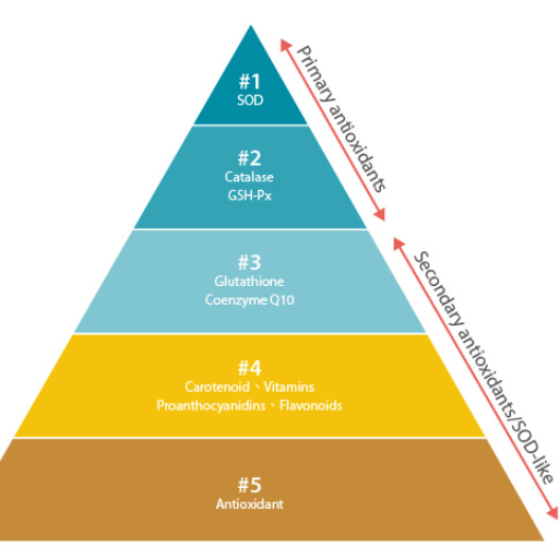 Overview of Primary and Secondary Antioxidants